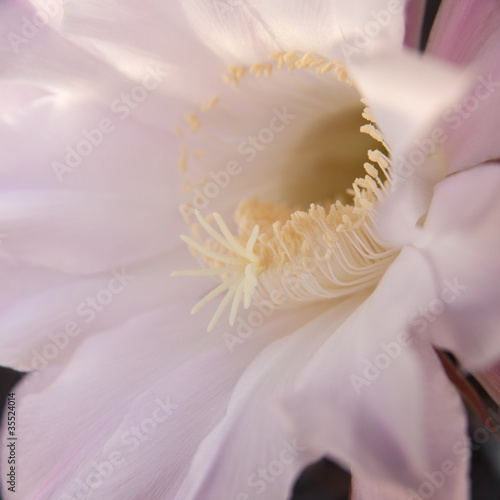 center of a pale pink cactus flower
