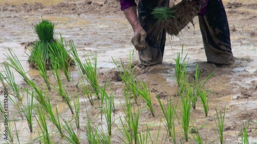 Reissetzlinge pflanzen
