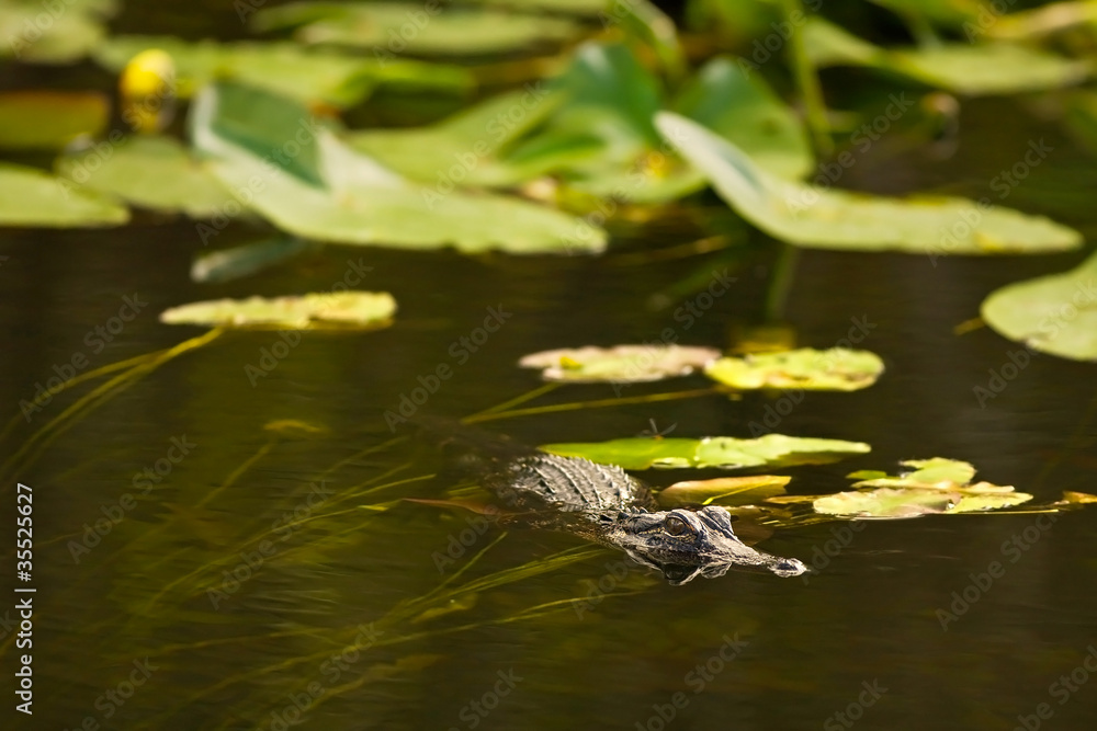 Alligator hunting in Everglades, Florida Alligator hunting in Everglades, Florida