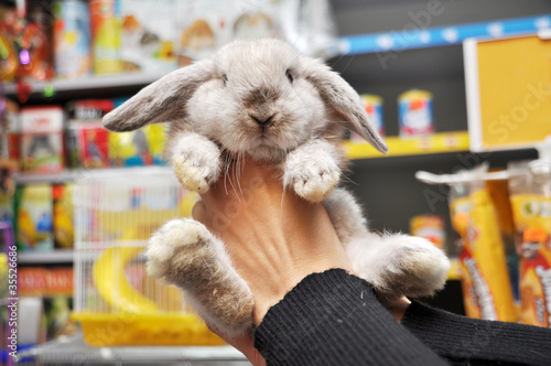 Baby lop-eared rabbit breed sheep