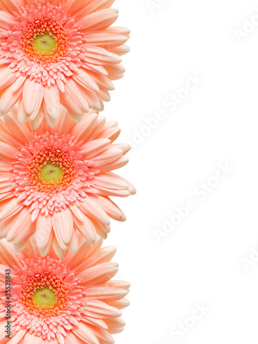 gerber flower isolated on white background