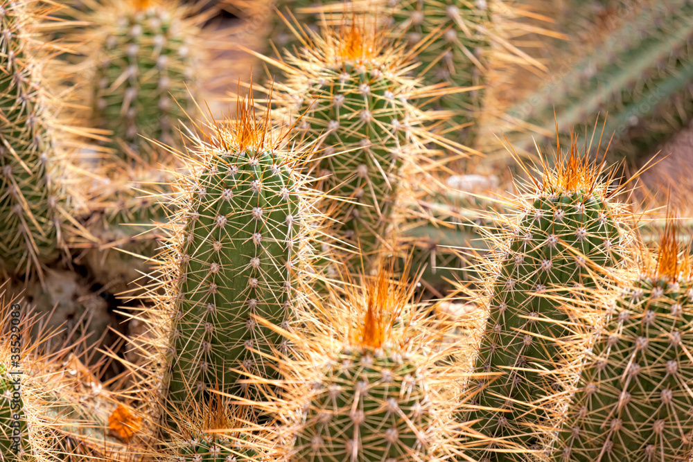 Cactus detail Cactus detail