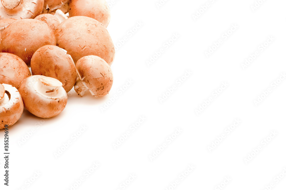 isolated champignons isolated champignons
