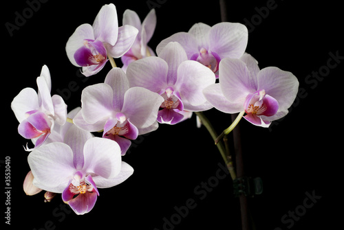 Violet orchid on a black background