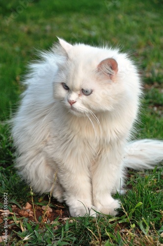 Gato persa II