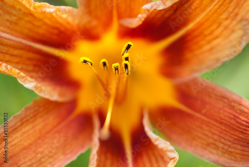 Orange lily in garden