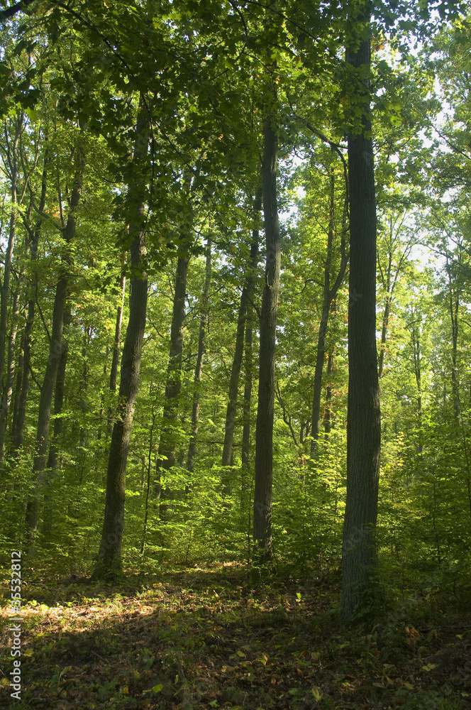 Fototapeta premium Forest