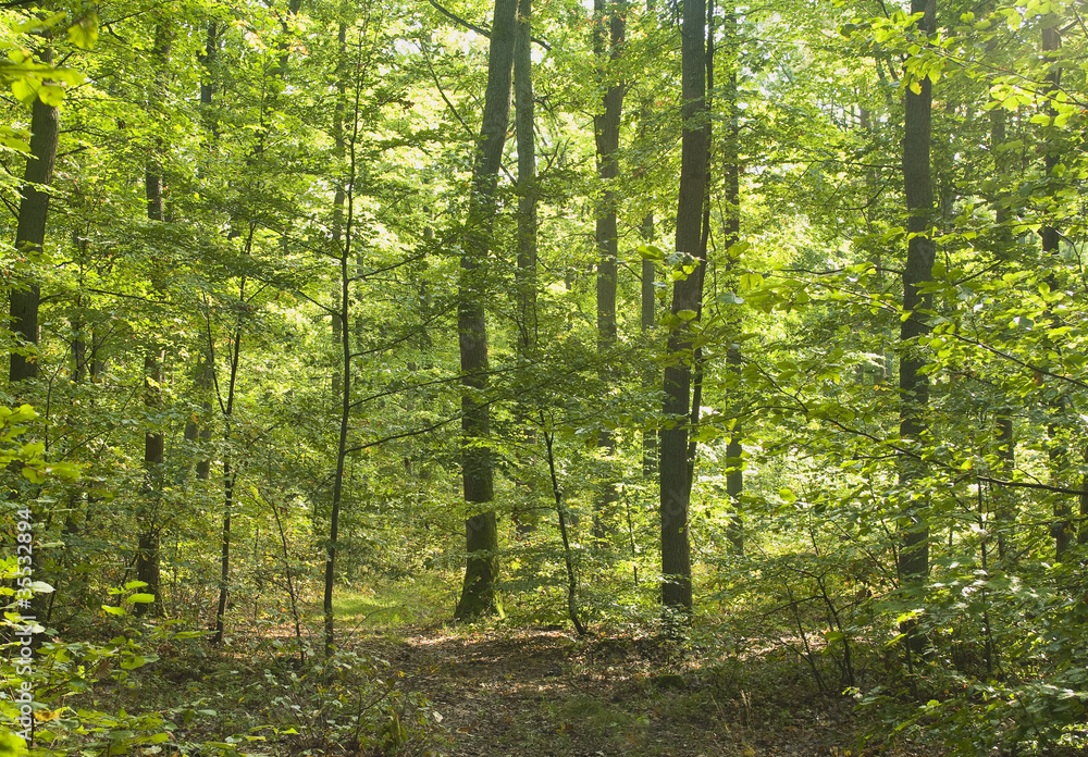 Forest Forest