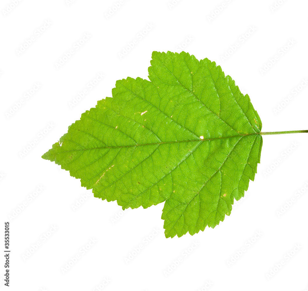 Blackberry leaf Blackberry leaf