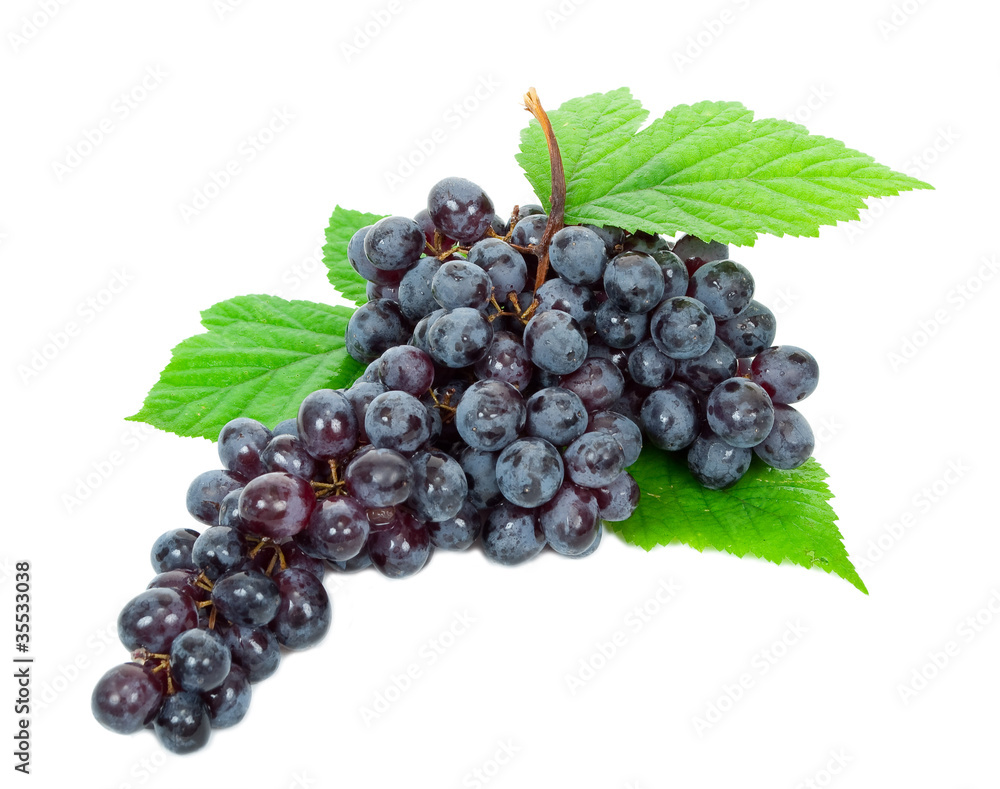 Fototapeta premium Fresh black grapes with leaves