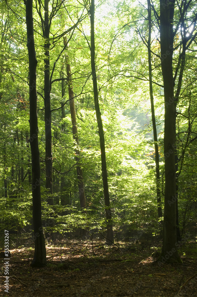 Forest Forest
