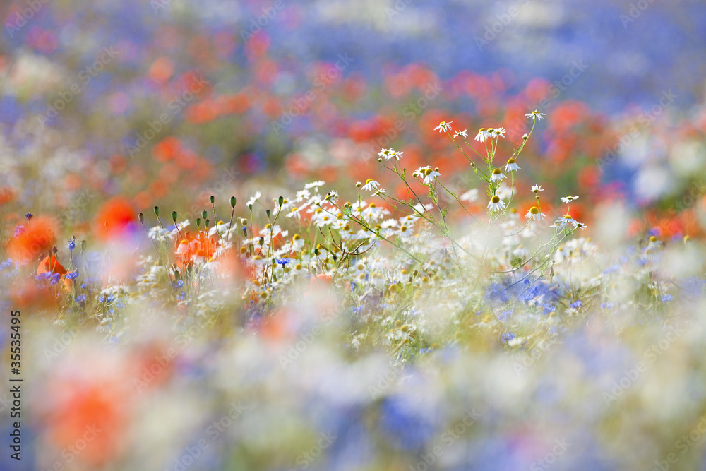 Naklejka premium wild flowers