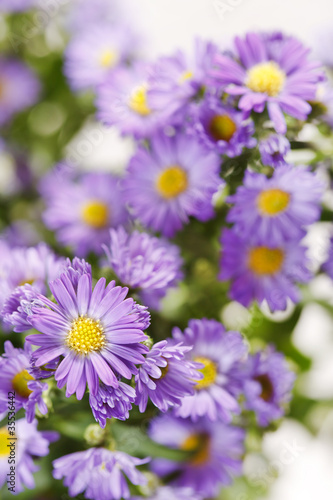 Chrysanthemum Flowers