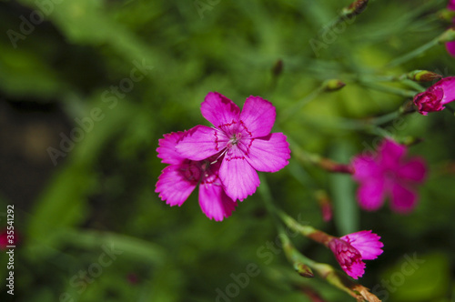 Purple little carnations