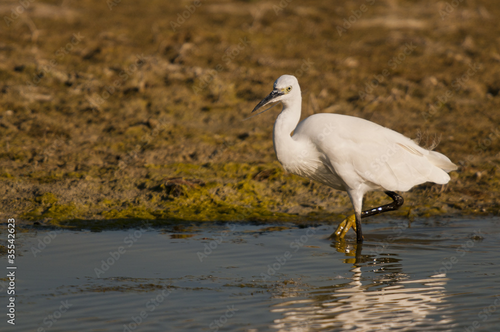 Aigrette garzette (Egretta garzetta - Little Egret) Aigrette garzette (Egretta garzetta - Little Egret)