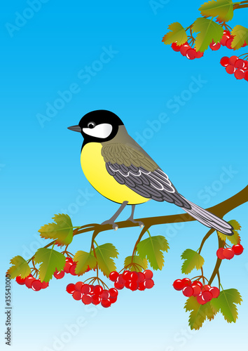 tit on a viburnum branch with  fruit and leaves