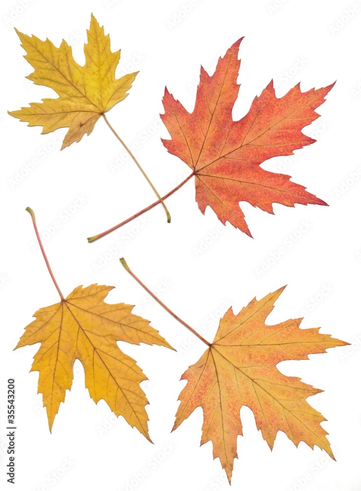 leaves of maple tree leaves of maple tree
