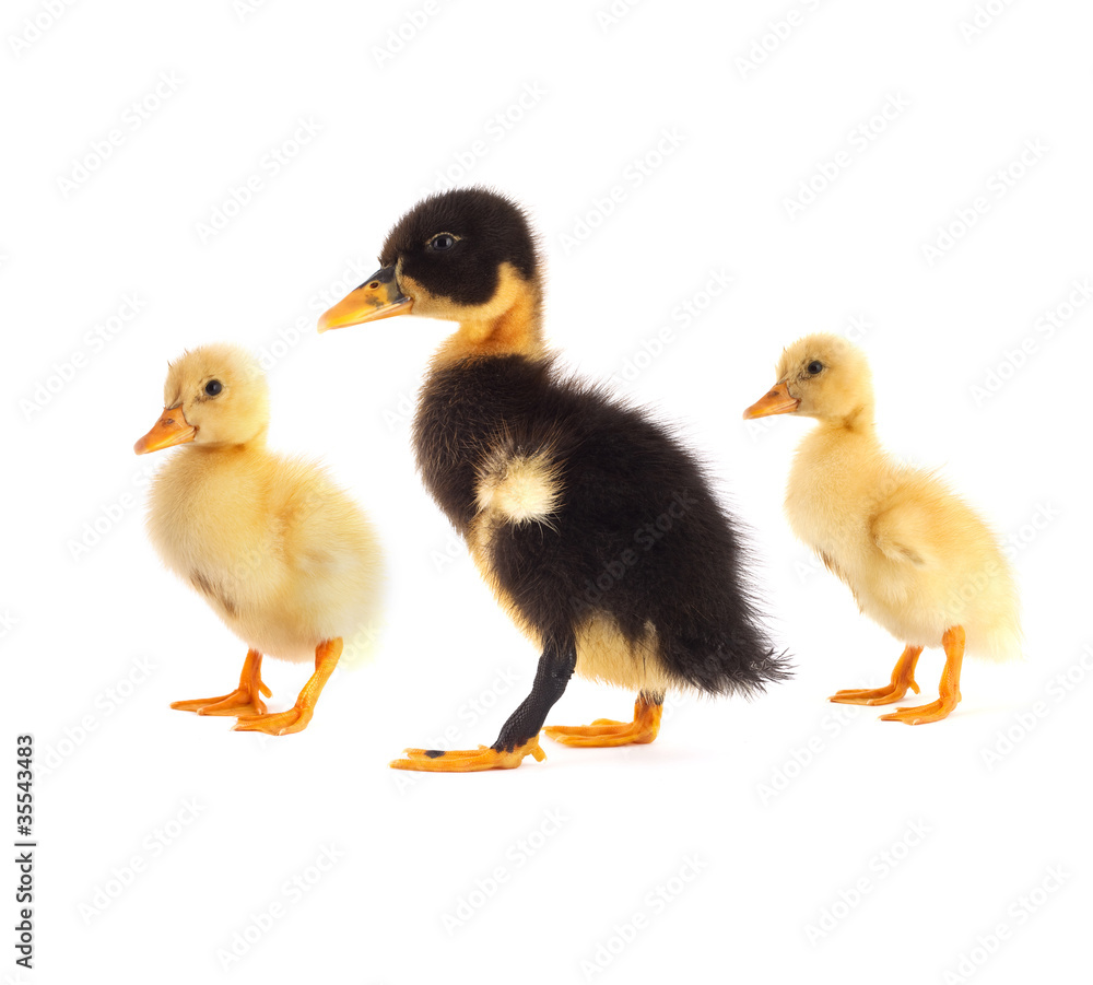 The black small duckling