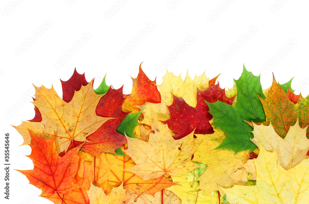 Obraz premium maple leaf