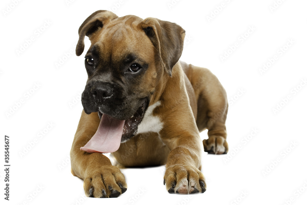 puppy Boxer in  white background