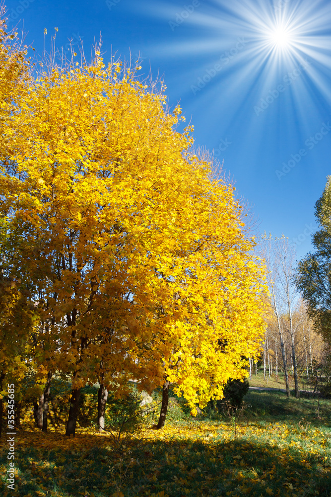 Fototapeta premium autumn landscape