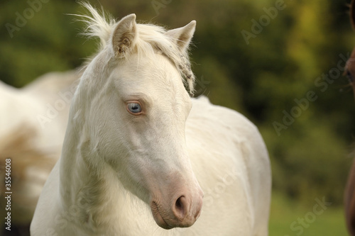 Pouliche Welsh blanche