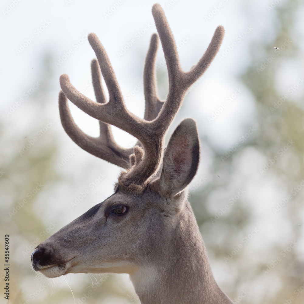Fototapeta premium Profile of mule deer buck with velvet antler