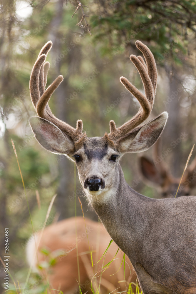 Two mule deer bucks with velvet antlers Two mule deer bucks with velvet antlers