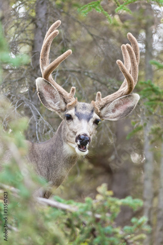 Funny mule deer buck portrait with velvet antler
