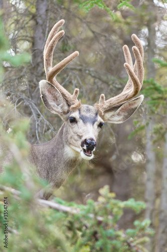 Funny mule deer buck portrait with velvet antler