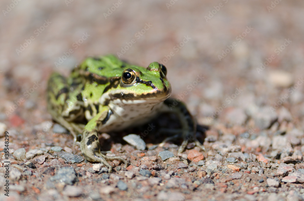 Frosch Frosch
