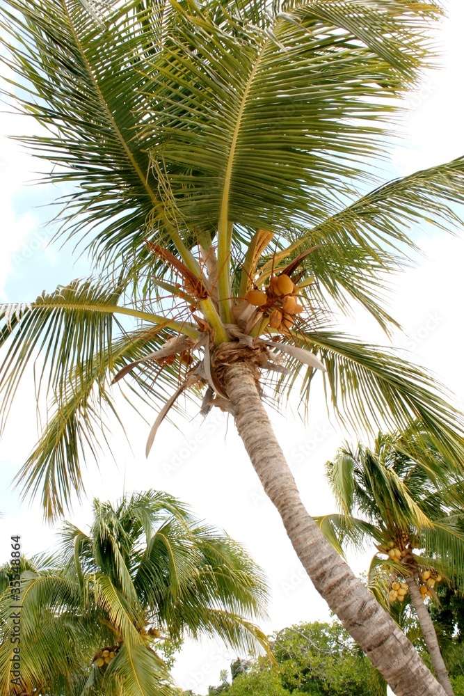 Obraz premium Palm Trees and Coconuts