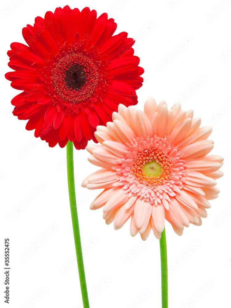 gerber flower isolated on white background gerber flower isolated on white background