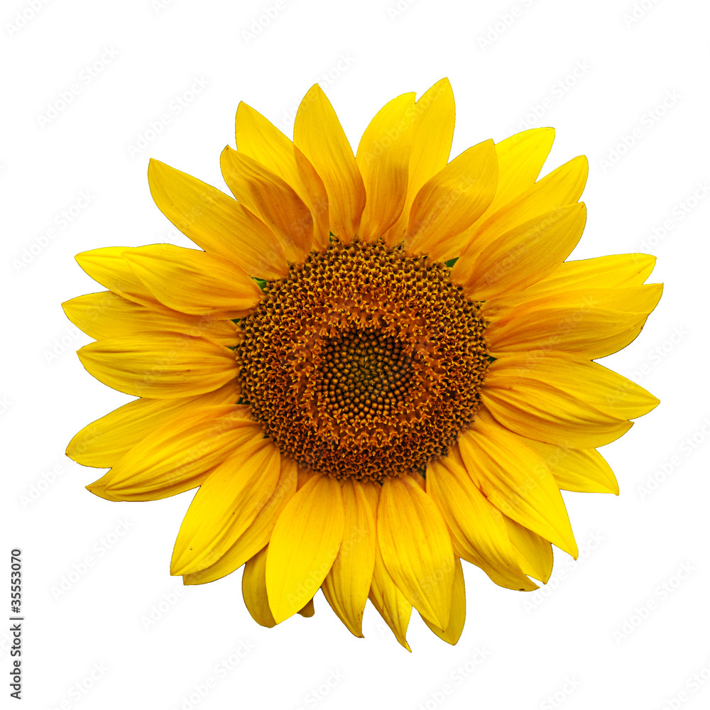 Fototapeta premium Sunflowers