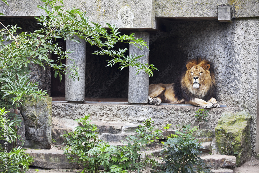 lion lying in the shade