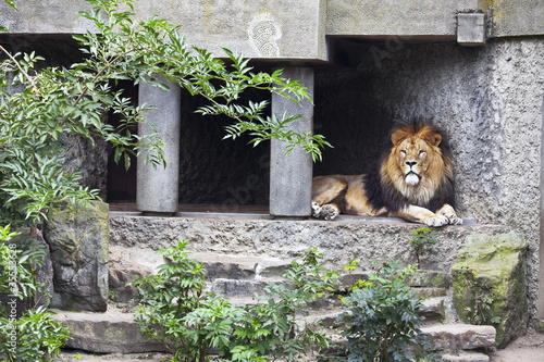 Obraz na płótnie lion lying in the shade w salonie