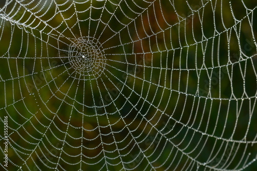 thick spiderweb in the dew