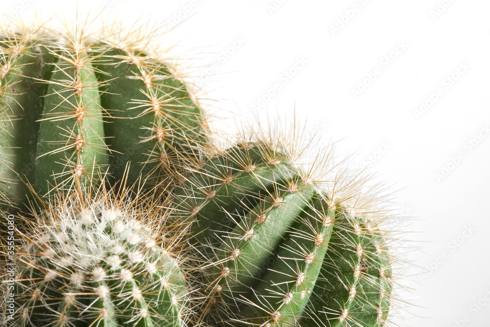 Cactus on the white background Cactus on the white background