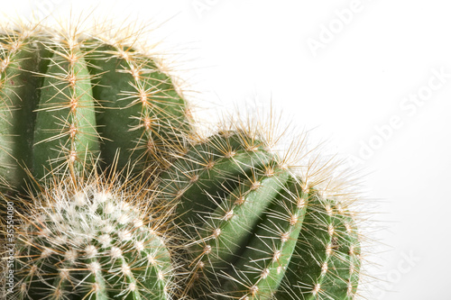 Cactus on the white background