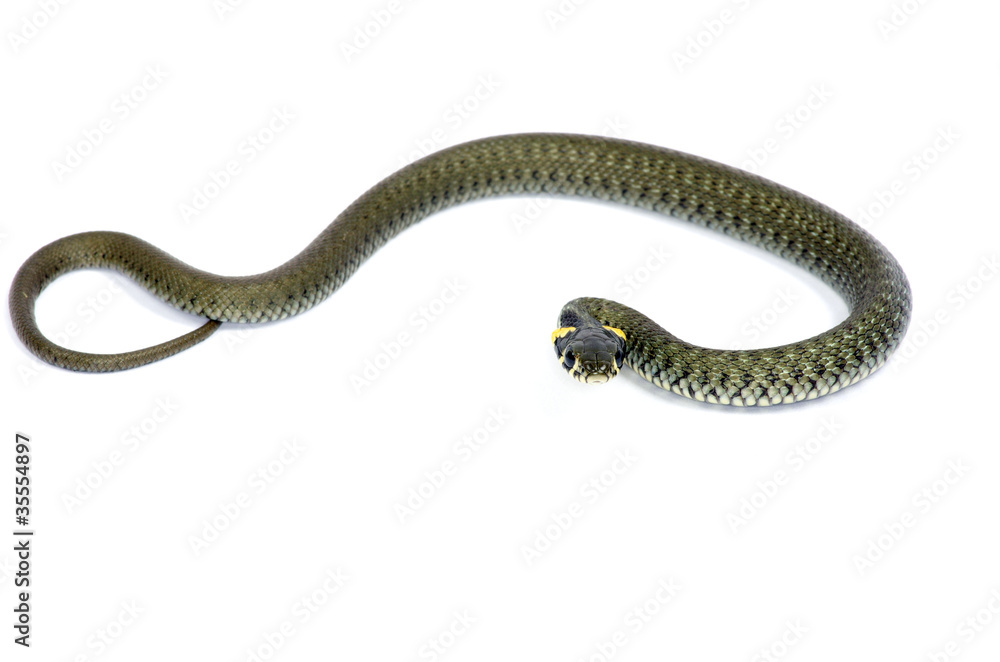 Naklejka premium snake