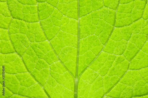 leaf natural background