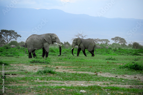 Two elephants from Africa