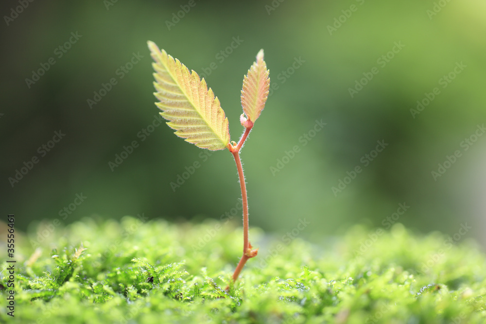 Fototapeta premium Sprout in the forest.