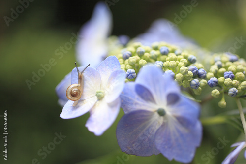 Snail photo