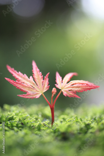 Sprout in the forest.