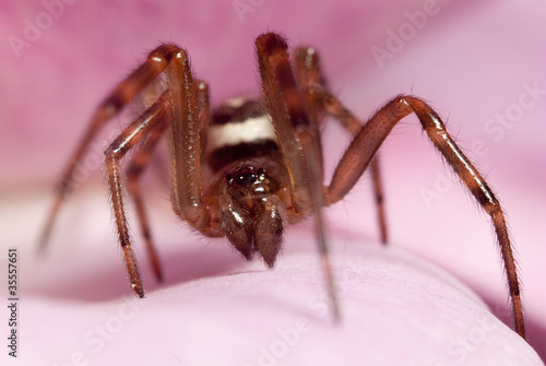 Aranha em pétala de rosa photo