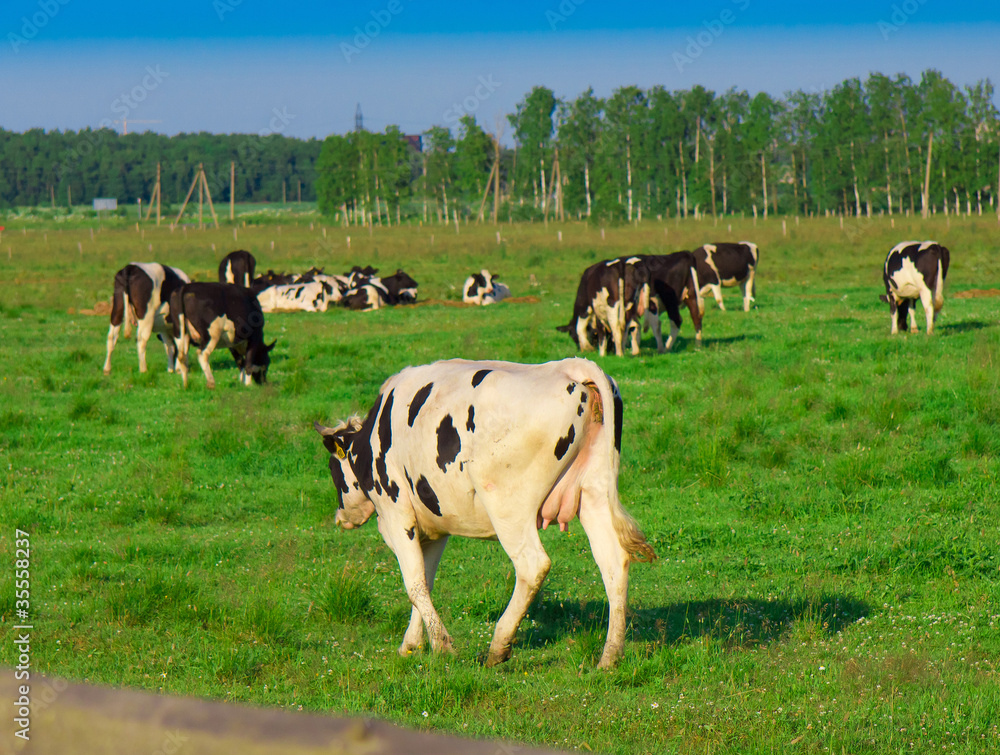 Cows Grazing Producing Milk