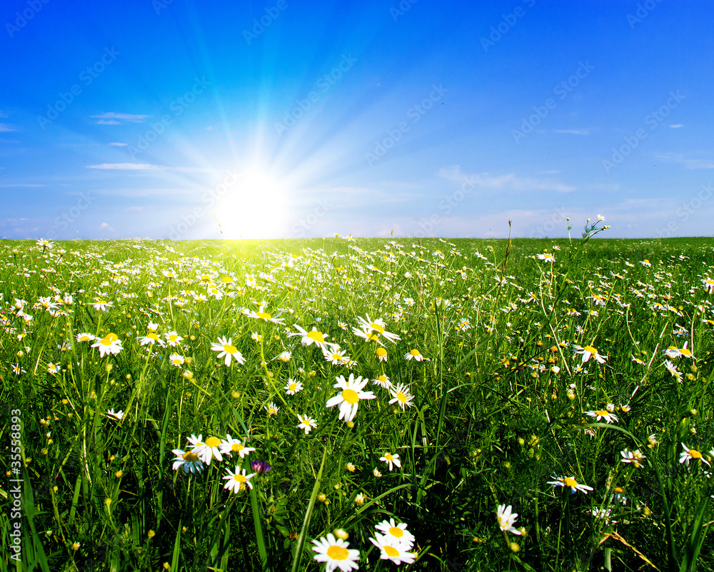 Fototapeta premium Flowers Blossom Sunrise