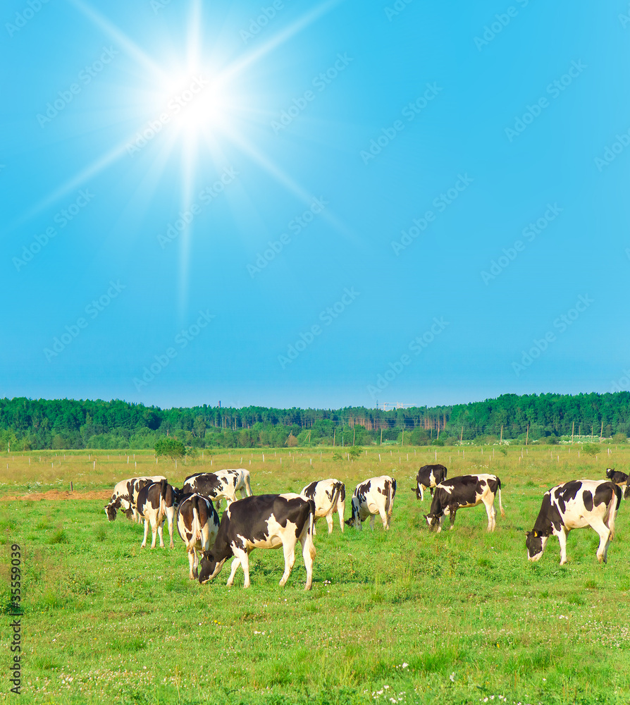 Fototapeta premium Cows On a meadow
