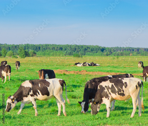 Producing Milk Village Animals